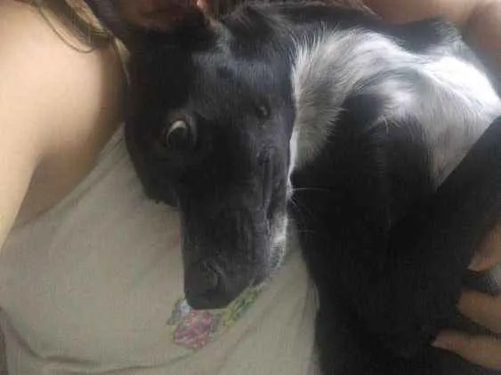 Cachorro raça SRD idade 1 ano nome Dante