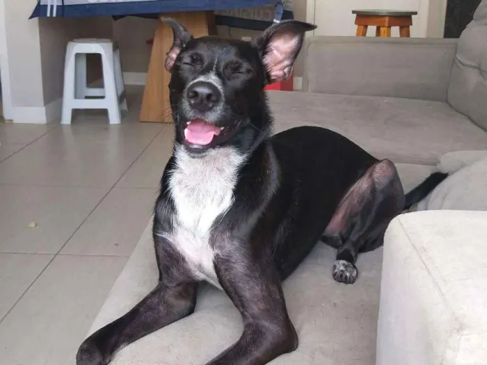 Cachorro raça SRD idade 1 ano nome Dante