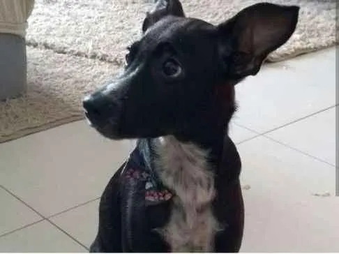 Cachorro raça SRD idade 1 ano nome Dante