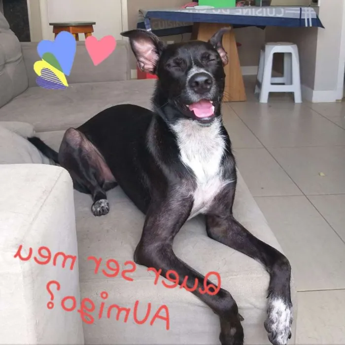 Cachorro raça SRD idade 1 ano nome Dante