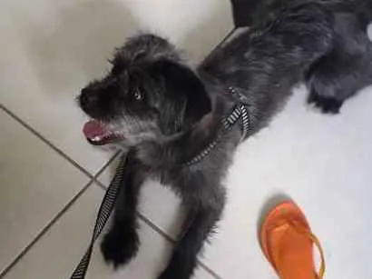 Cachorro ra a Indefinida idade 1 ano nome Alvin