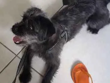 Cachorro ra a Indefinida idade 1 ano nome Alvin