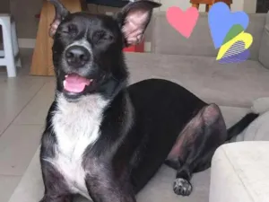 Cachorro raça SRD idade 1 ano nome Dante