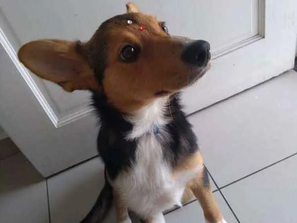 Cachorro ra a SRD idade 2 a 6 meses nome LUANA Princesa!