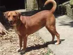 Cachorro raça srd idade 3 anos nome Bombom