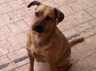 Cachorro ra a srd idade 3 anos nome Maya