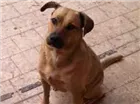 Cachorro raça srd idade 3 anos nome Maya