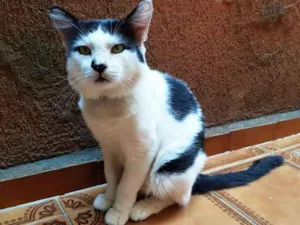 Gato raça SRD idade 2 anos nome Valente