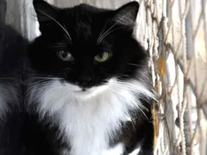 Gato raça SRD idade 2 anos nome Michel Teló