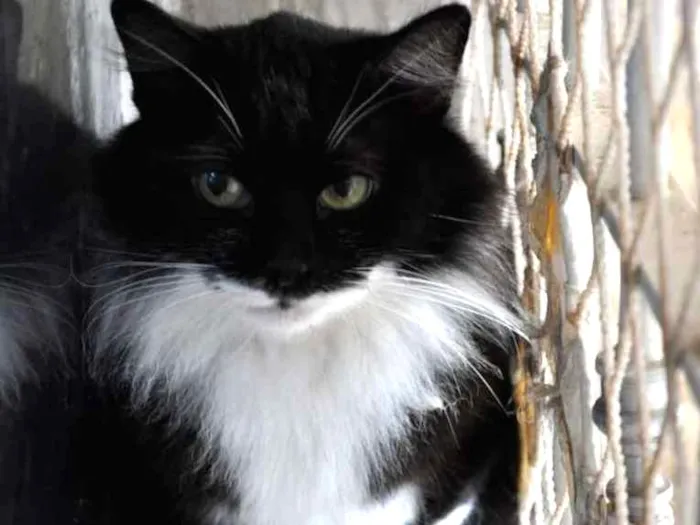 Gato ra a SRD idade 2 anos nome Michel Teló