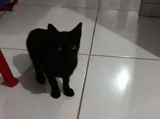 Gato ra a Mista  idade 2 a 6 meses nome Nana