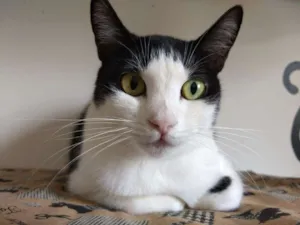 Gato raça SRD idade 2 anos nome Salvia