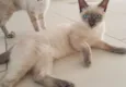 Olavo