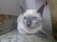 Olavo