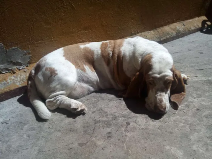 Cachorro raça Basset Hound idade 5 anos nome Flora