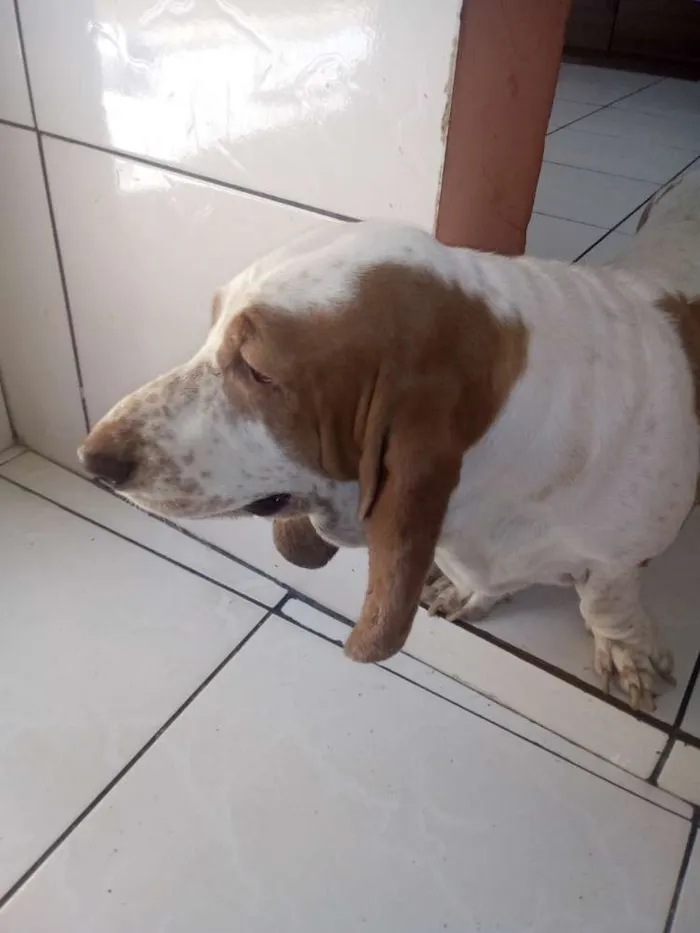 Cachorro raça Basset Hound idade 5 anos nome Flora