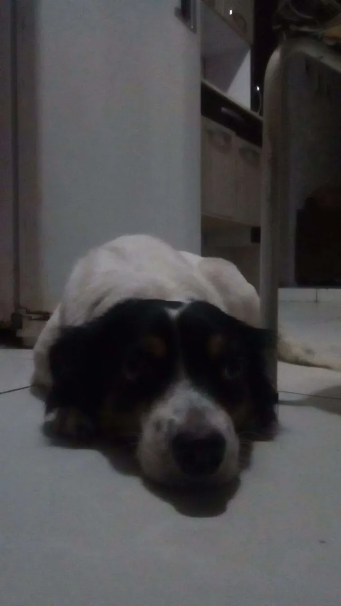 Cachorro raça Indefinida idade 5 anos nome Suzy