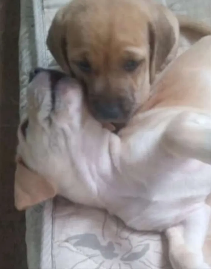 Cachorro ra a Mestiço  idade 2 a 6 meses nome Kiko e Nina