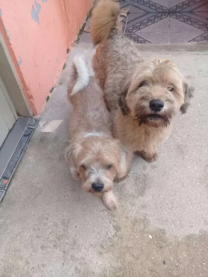 Cachorro ra a Mistura ilhasa idade 1 ano nome Billy e bob