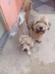 Billy e bob