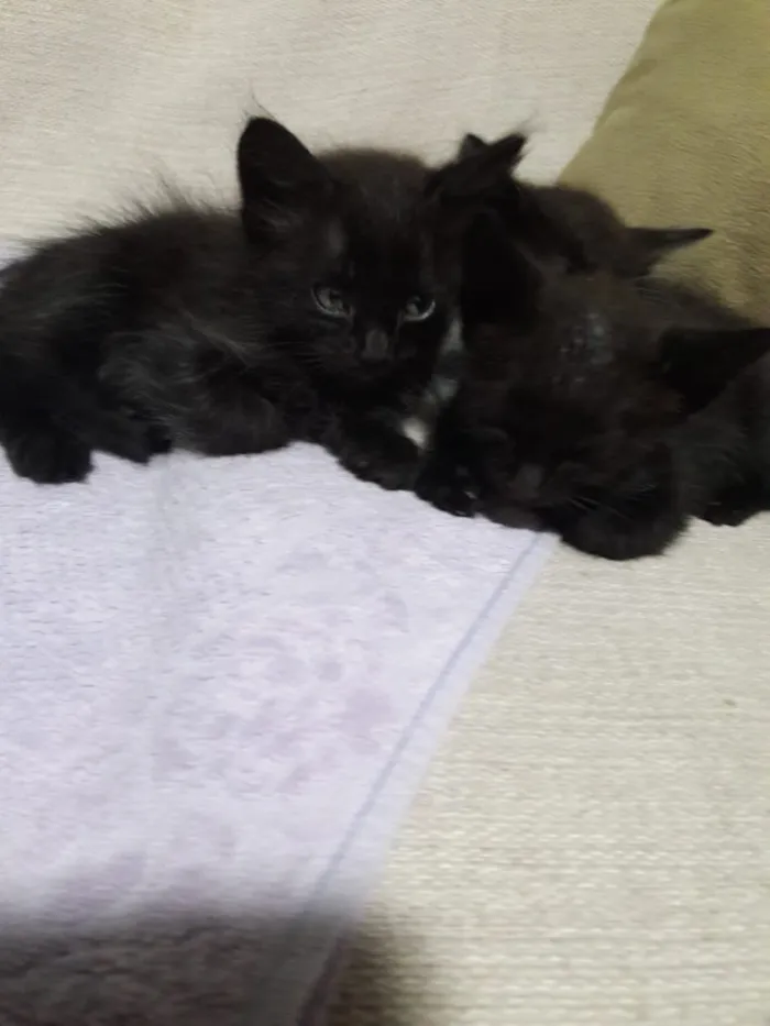 Gato ra a  idade Abaixo de 2 meses nome Encontradas
