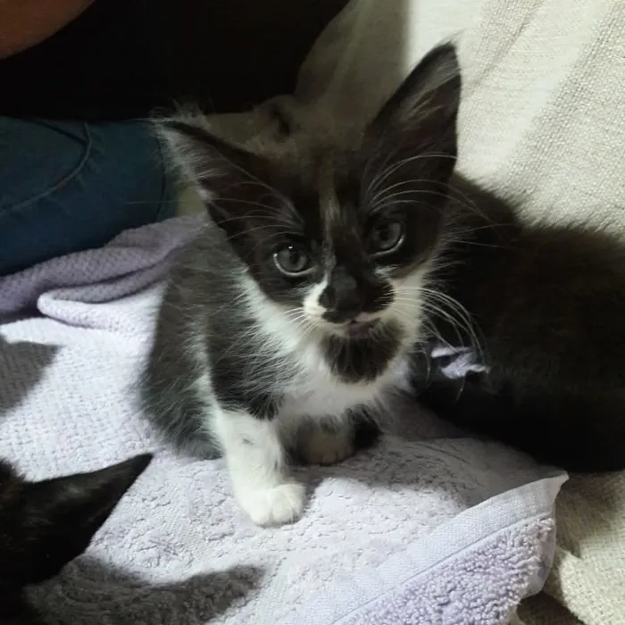 Gato ra a  idade Abaixo de 2 meses nome Encontradas