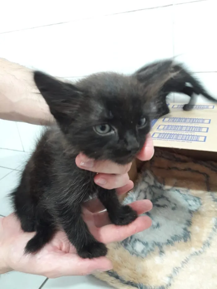 Gato ra a  idade Abaixo de 2 meses nome Encontradas