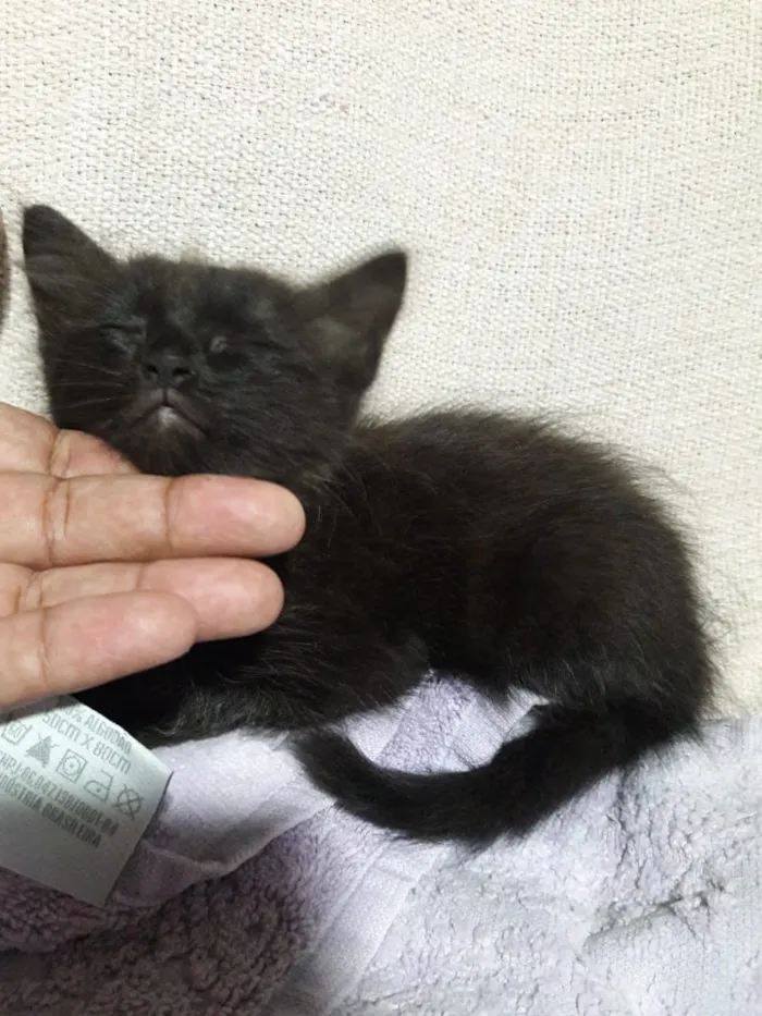 Gato ra a  idade Abaixo de 2 meses nome Encontradas