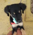kodan