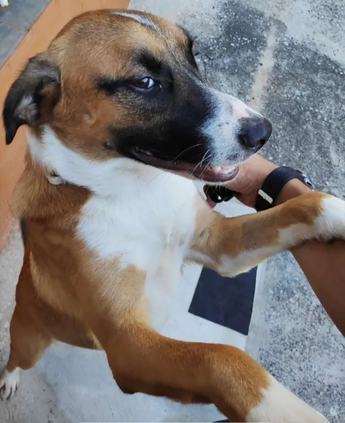 Cachorro ra a Labrador idade 7 a 11 meses nome Não sei