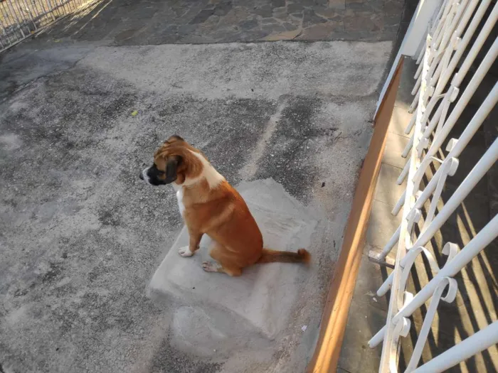 Cachorro ra a Labrador idade 7 a 11 meses nome Não sei