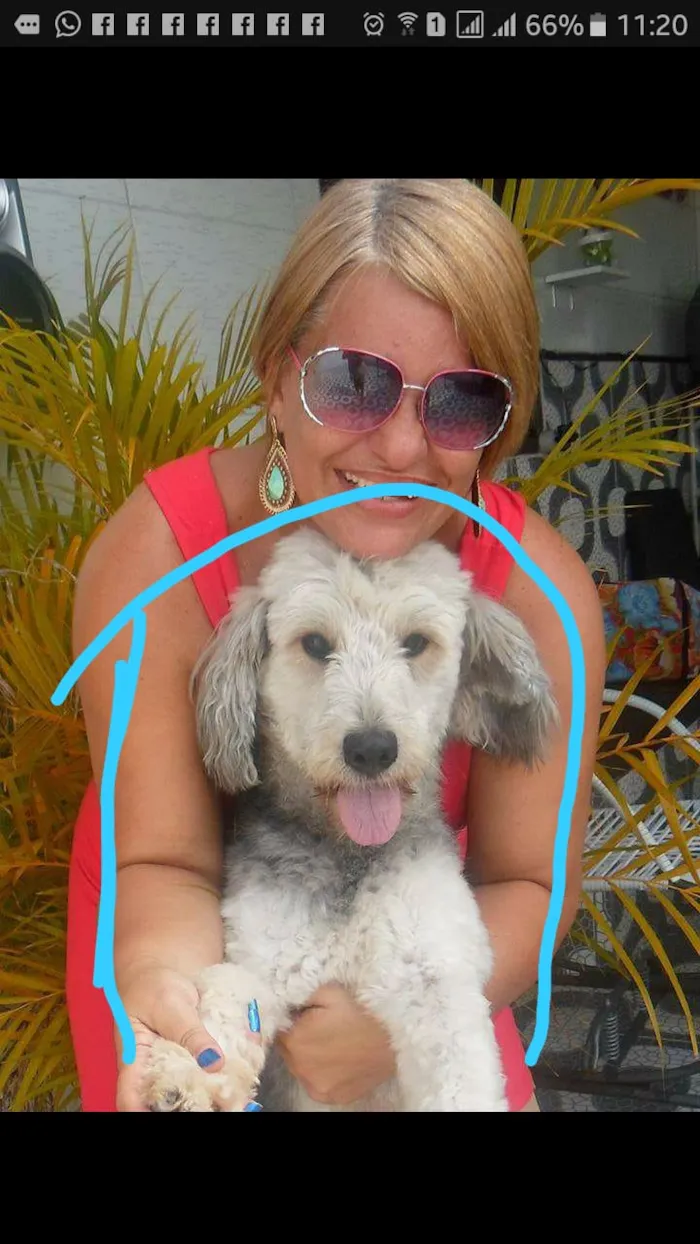 Cachorro raça MESTIÇA idade 6 ou mais anos nome JADY