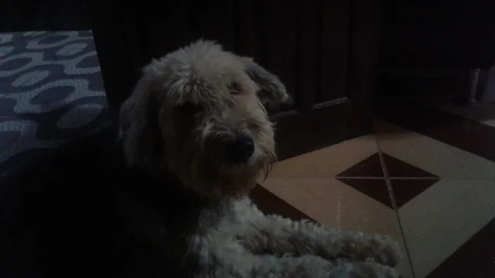 Cachorro raça MESTIÇA idade 6 ou mais anos nome JADY