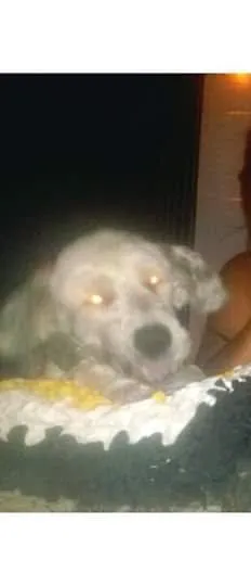 Cachorro raça MESTIÇA idade 6 ou mais anos nome JADY