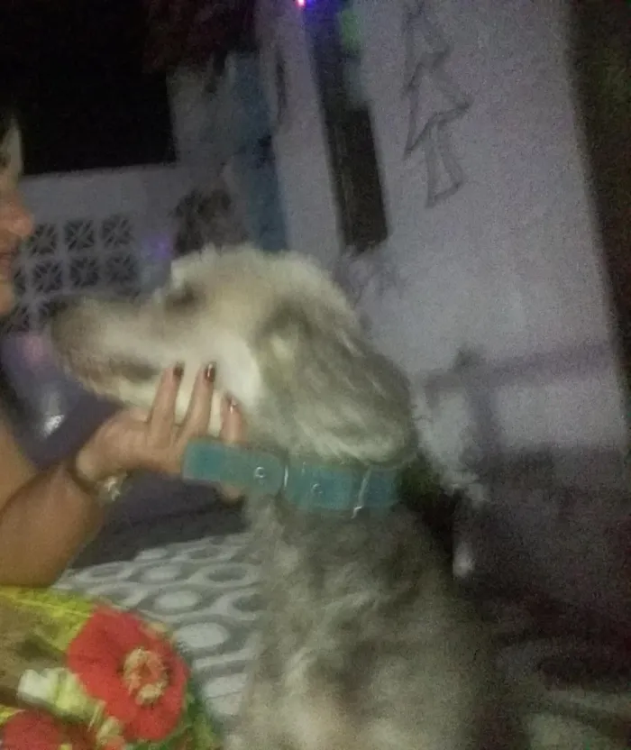 Cachorro raça MESTIÇA idade 6 ou mais anos nome JADY
