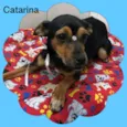 Catarina