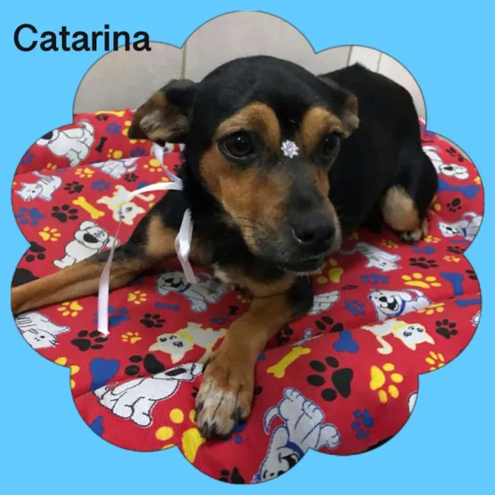 Cachorro ra a srd idade 1 ano nome Catarina