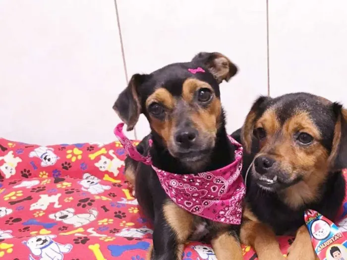 Cachorro ra a srd idade 1 ano nome Catarina