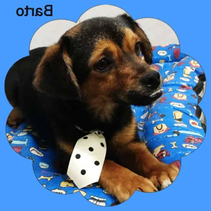 Cachorro ra a srd idade 1 ano nome Barto
