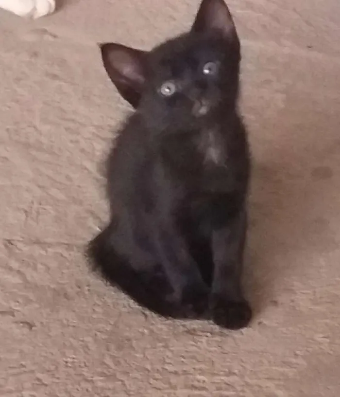 Gato ra a Srd idade 2 a 6 meses nome Mila