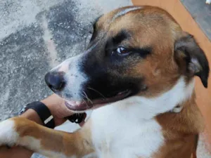 Cachorro raça Labrador idade 7 a 11 meses nome Não sei