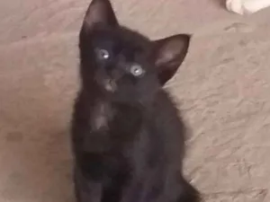 Gato raça Srd idade 2 a 6 meses nome Mila