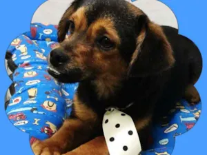 Cachorro raça srd idade 1 ano nome Barto
