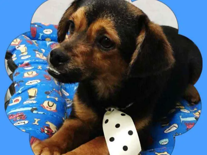 Cachorro ra a srd idade 1 ano nome Barto