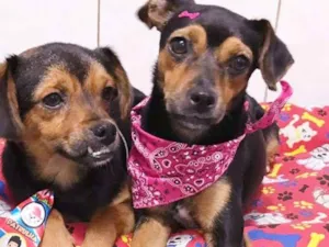 Cachorro raça srd idade 1 ano nome Catarina