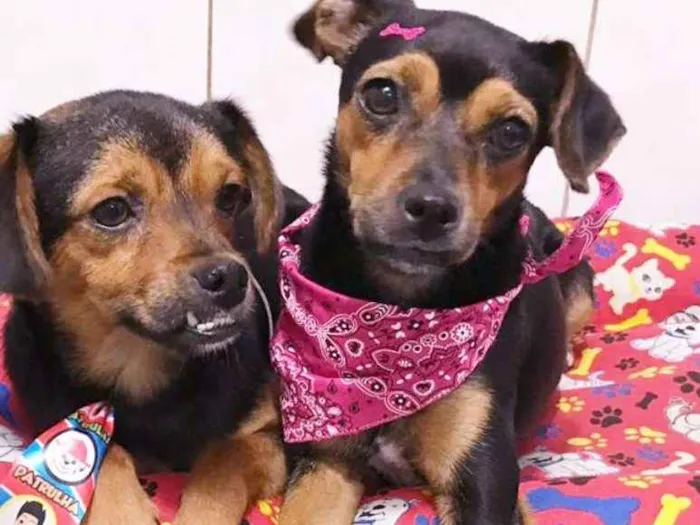 Cachorro ra a srd idade 1 ano nome Catarina