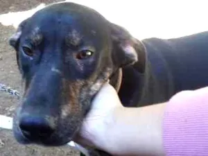 Cachorro raça Vira Lata idade 7 a 11 meses nome -