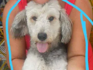 Cachorro raça MESTIÇA idade 6 ou mais anos nome JADY