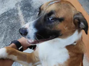 Cachorro raça Labrador idade 7 a 11 meses nome Não sei