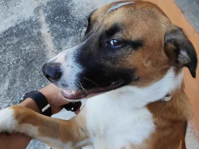 Cachorro ra a Labrador idade 7 a 11 meses nome Não sei